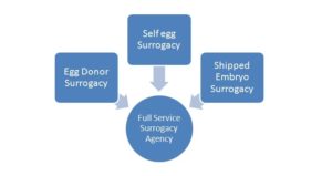 Surrogacy Agency